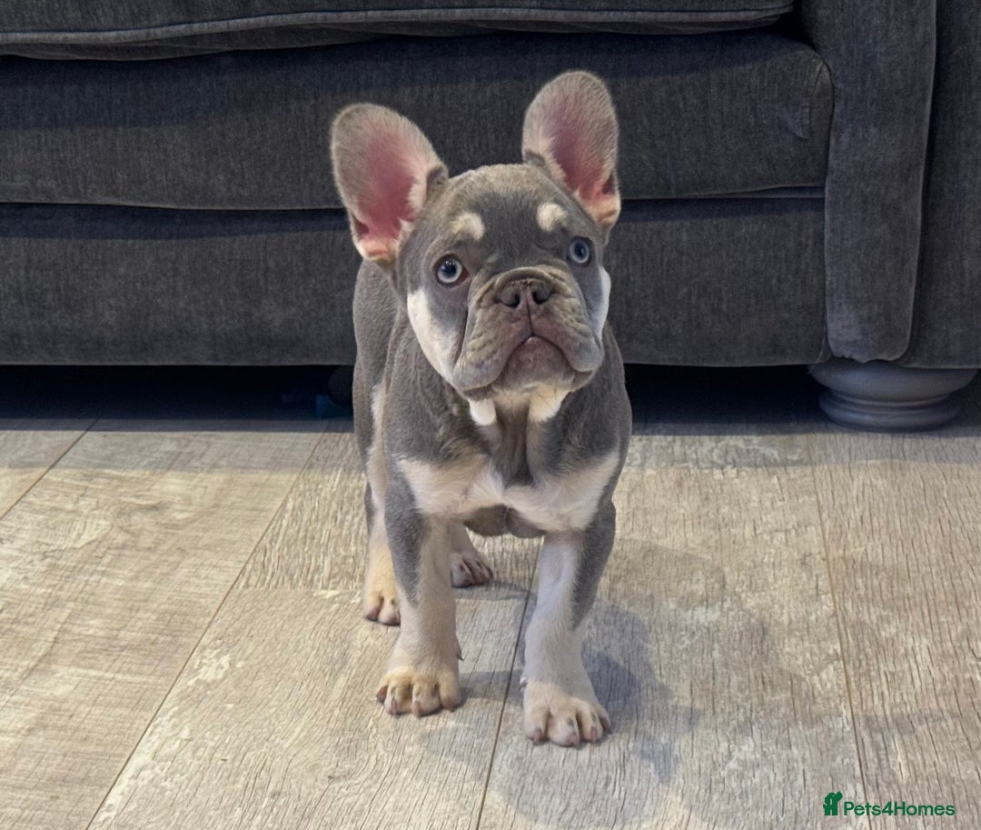 French Bulldog dogs for sale: Ready now, lovely lilac/chocolate French bulldogs in Maidstone - Image 1