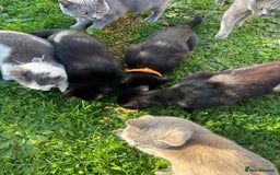 British Shorthair cats for sale: British shorthair  - Image 4