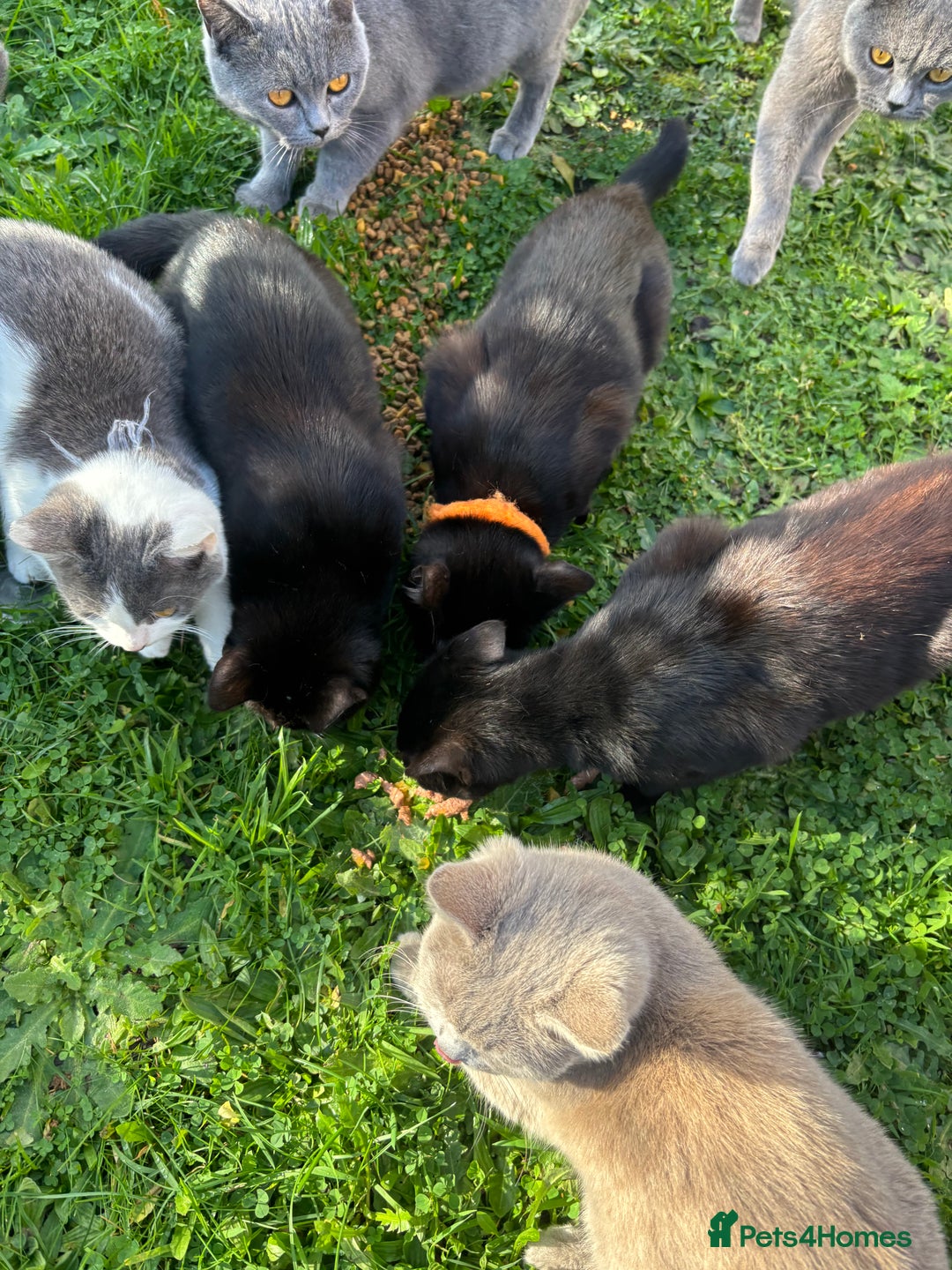 British Shorthair cats for sale: British shorthair  - Image 4