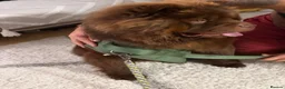 Chow Chow dogs for sale: Beautiful 11\-Month\-Old Male Chow Chow – Bruno - Advert 3