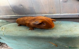 Guinea Pig rodents for sale: Guinea pigs - Image 5