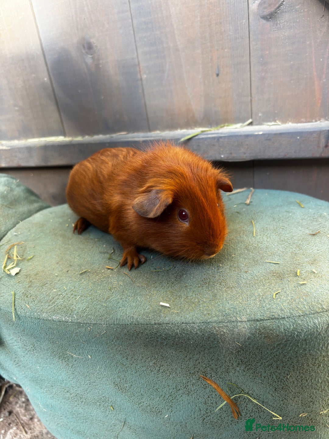 Guinea Pig rodents for sale: Guinea pigs - Image 5