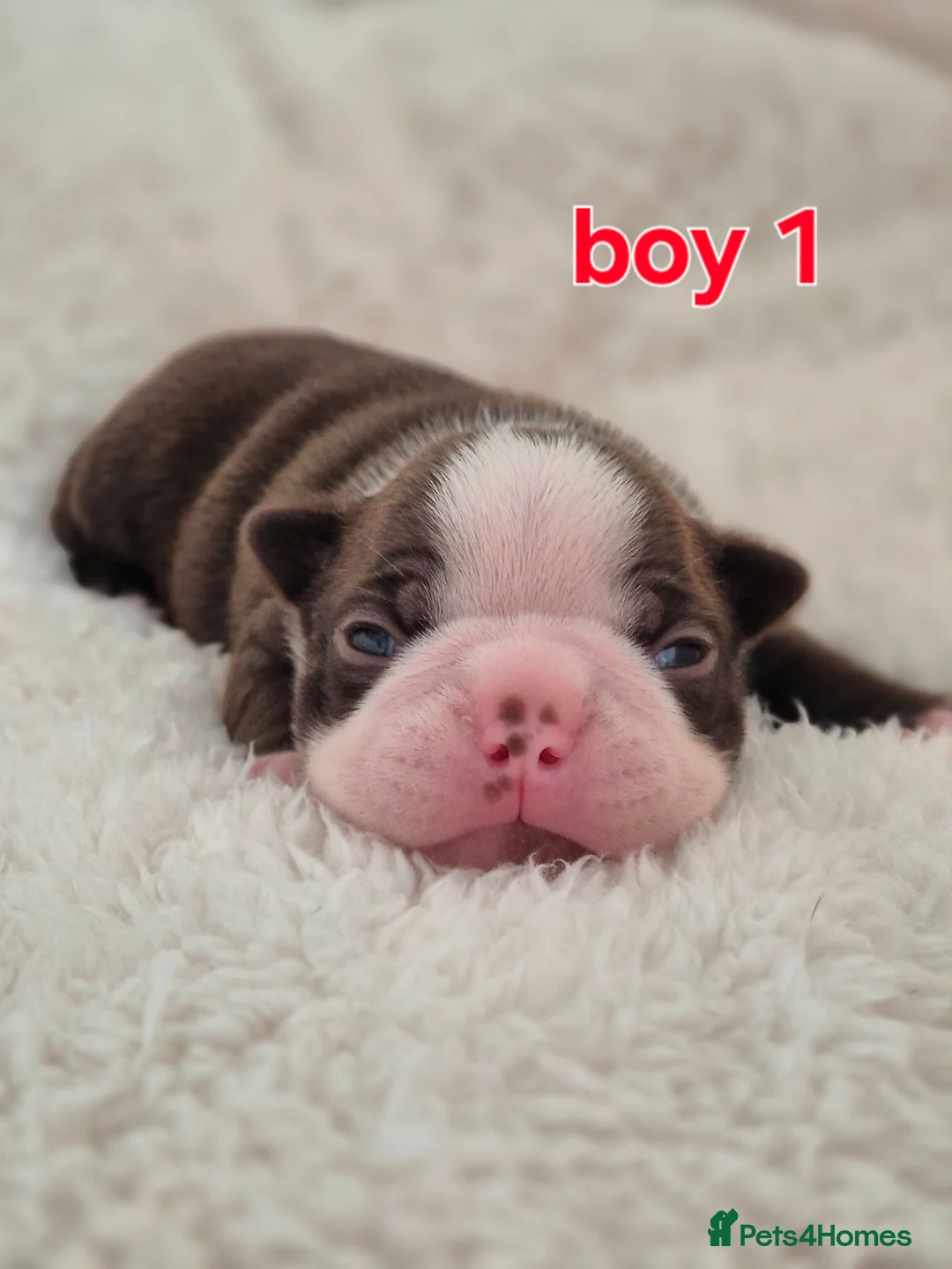 Boston Terrier dogs for sale: Boston terrier puppies  - Advert 1
