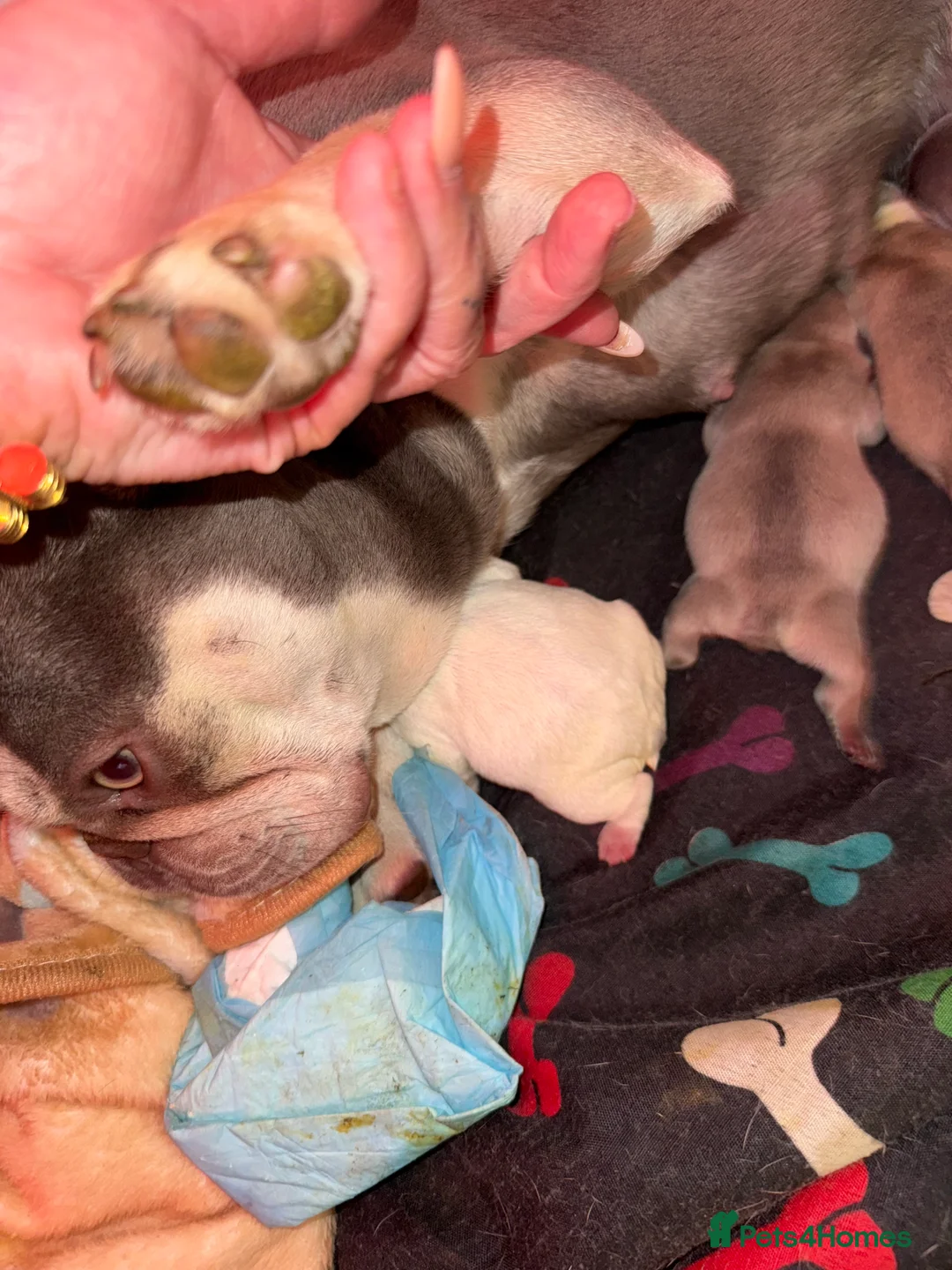 French Bulldog dogs for sale: Frenchie pups - Advert 2