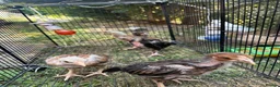 Chickens poultry for sale: Amazing 6 aseel chic from pure blood - Advert 7