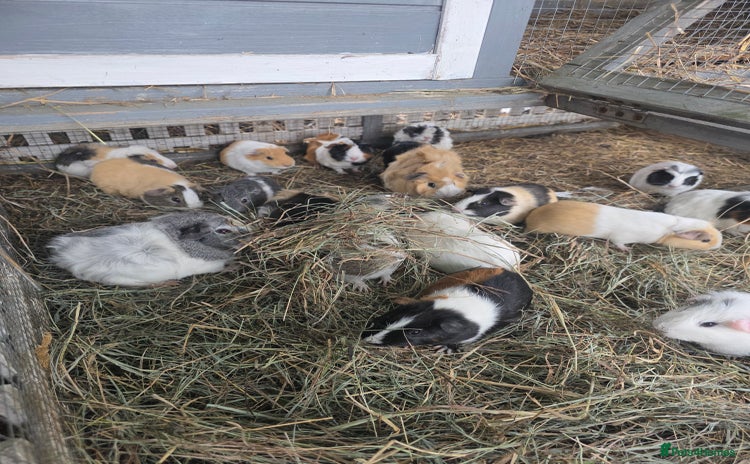 Guinea Pig rodents - Advert 11