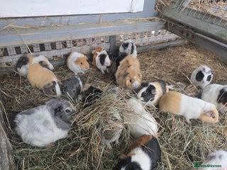 Guinea Pig rodents - Advert 27