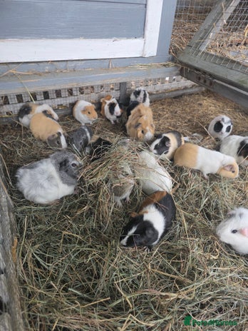 Guinea Pig rodents - Advert 11