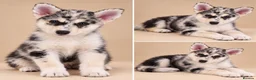 Pomsky dogs for sale: Pomsky Puppies  in Ormskirk - Advert 11