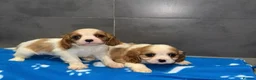 Cavalier King Charles Spaniel dogs for sale: 🐶King Charles cavalier puppy’s ⭐️⭐️⭐️⭐️⭐️ - Advert 27
