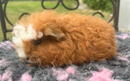 Guinea Pig rodents for sale: Guinea pigs, breed Texel and Merino - Image 2