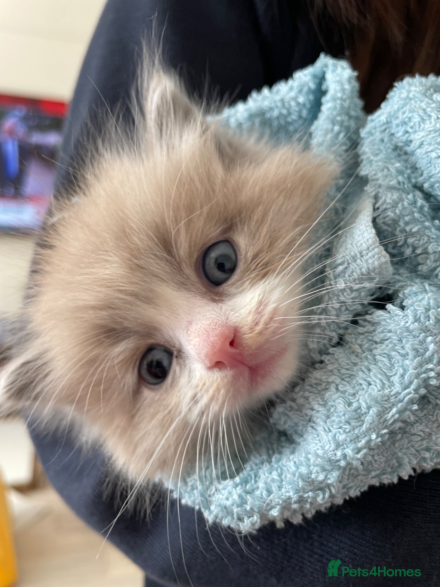 Ragdoll cats Stunning Mink Ragdoll Kittens  - Advert 5