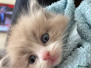 Ragdoll cats Stunning Mink Ragdoll Kittens - Advert 1