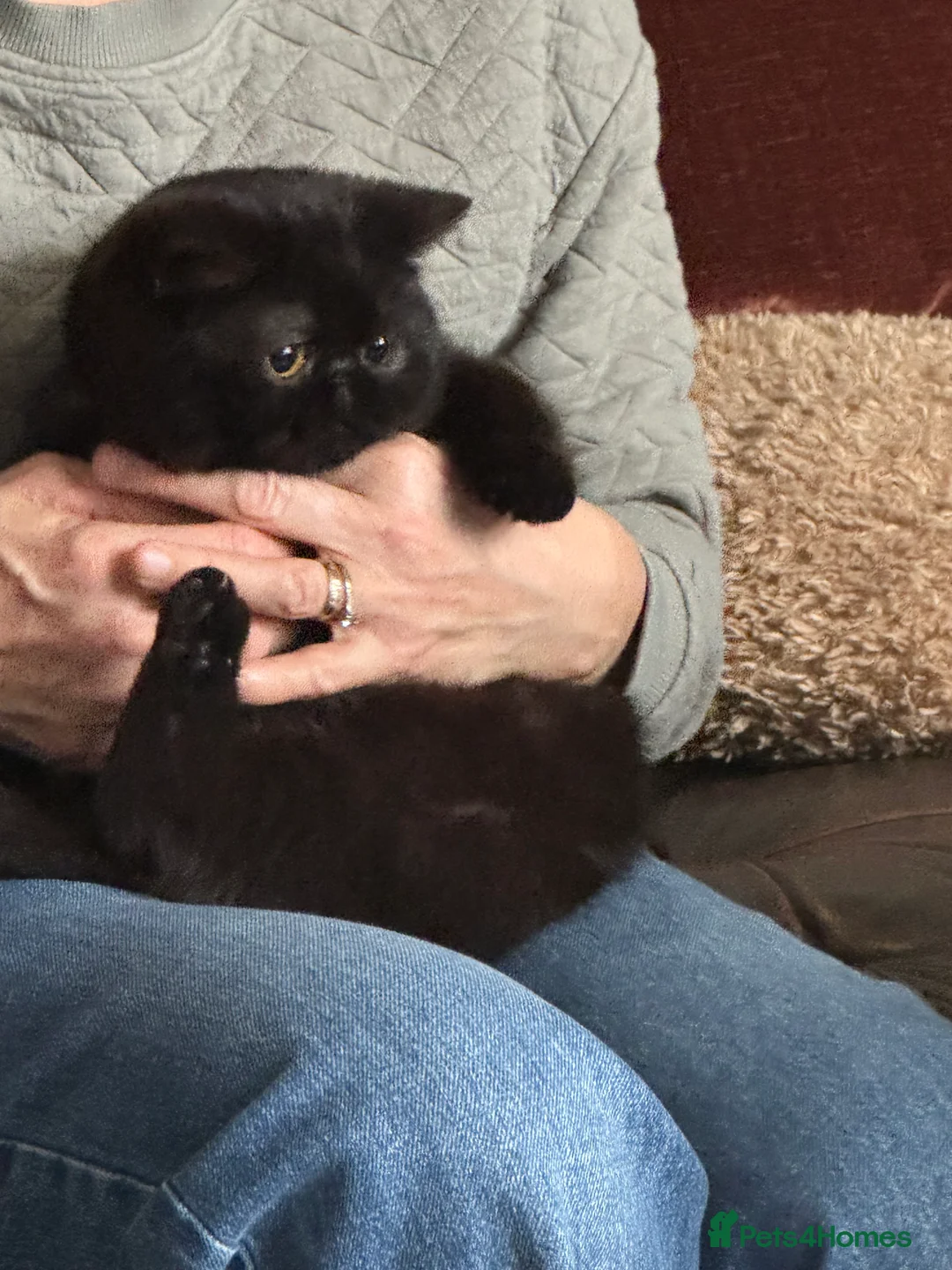 Exotic cats for sale: Exotic shorthair female  in Southport - Advert 6