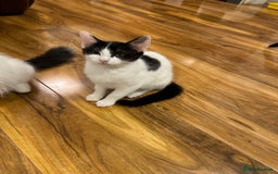 Domestic Shorthair cats for sale: 2 kittens for sale £80 both  - Image 4