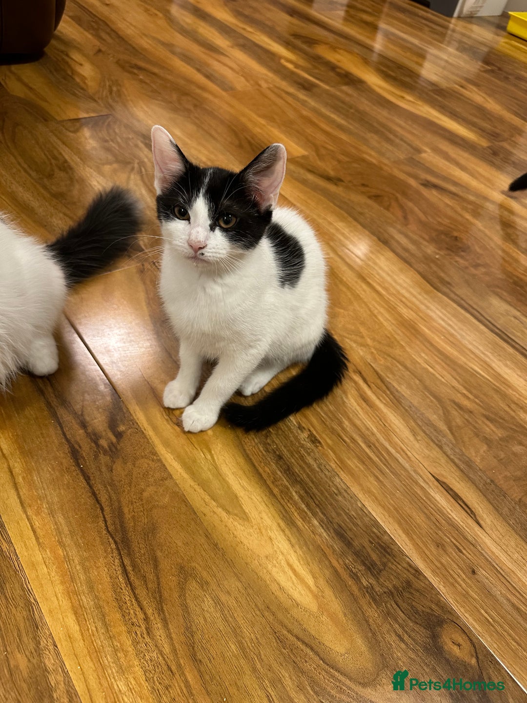 Domestic Shorthair cats for sale: 2 kittens for sale £80 both  - Image 4