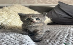Mixed Breed cats for sale: Grey ginger and black and ginger kittens  - Image 1