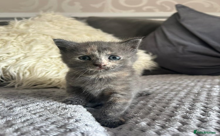 Mixed Breed cats - Advert 3