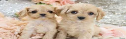 Cavapoo dogs for sale: Health Tested Cavapoo Puppies - Advert 21