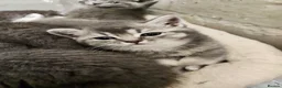 British Shorthair cats for sale: BRITISH SHORTHAIR KITTENS GCCF REGISTERED - Advert 13