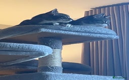Domestic Shorthair cats for sale: Bonded mother-son cat pair looking for new home - Image 2