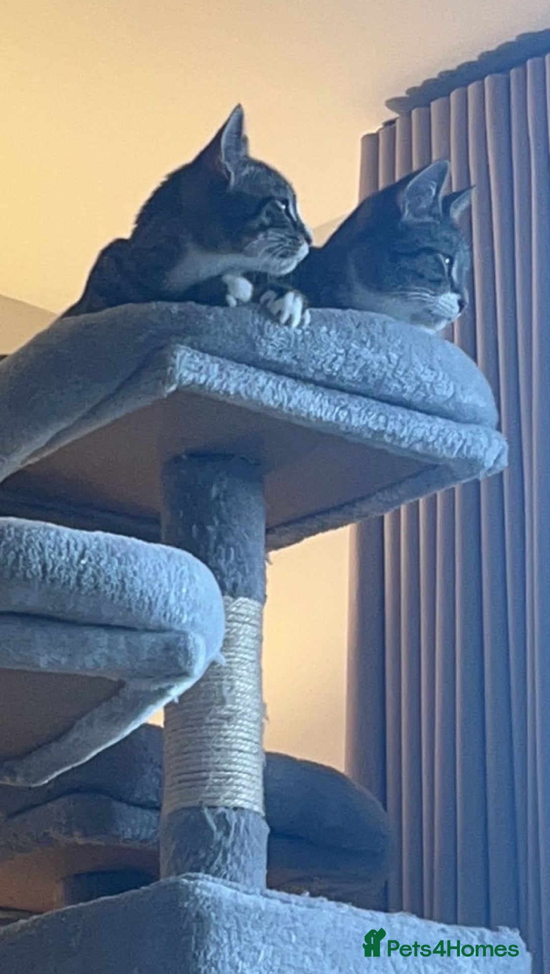 Domestic Shorthair cats for sale: Bonded mother-son cat pair looking for new home - Image 2