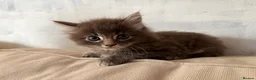 Domestic Shorthair cats for sale: One male kitten  - Advert 12