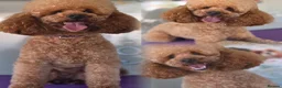 Toy Poodle dogs for stud: Misscavs Cremeberry Puff Toy Poodle Stud - Advert 2