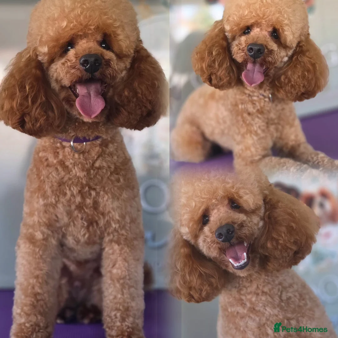 Toy Poodle dogs for stud: Misscavs Cremeberry Puff Toy Poodle Stud - Advert 2