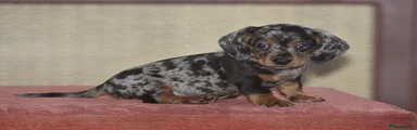 Dachshund 1