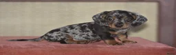 Dachshund dogs for sale: Gorgeous puppies - Advert 5