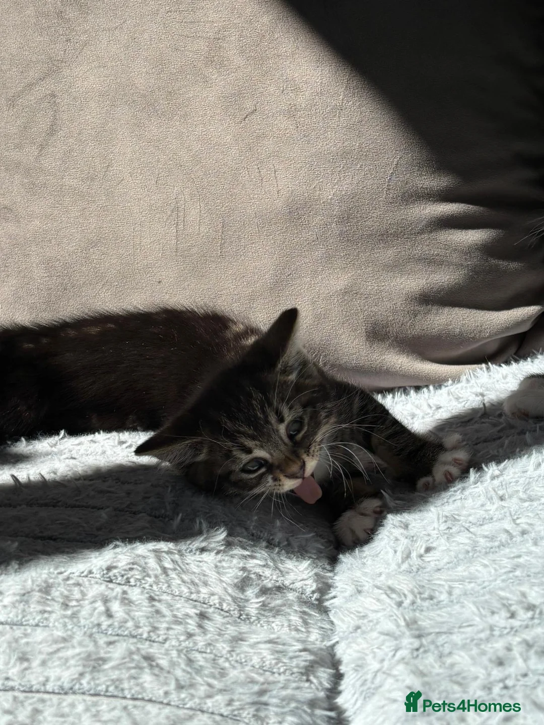 Mixed Breed cats for sale: Beautiful playful kittens ready for loving homes - Advert 10