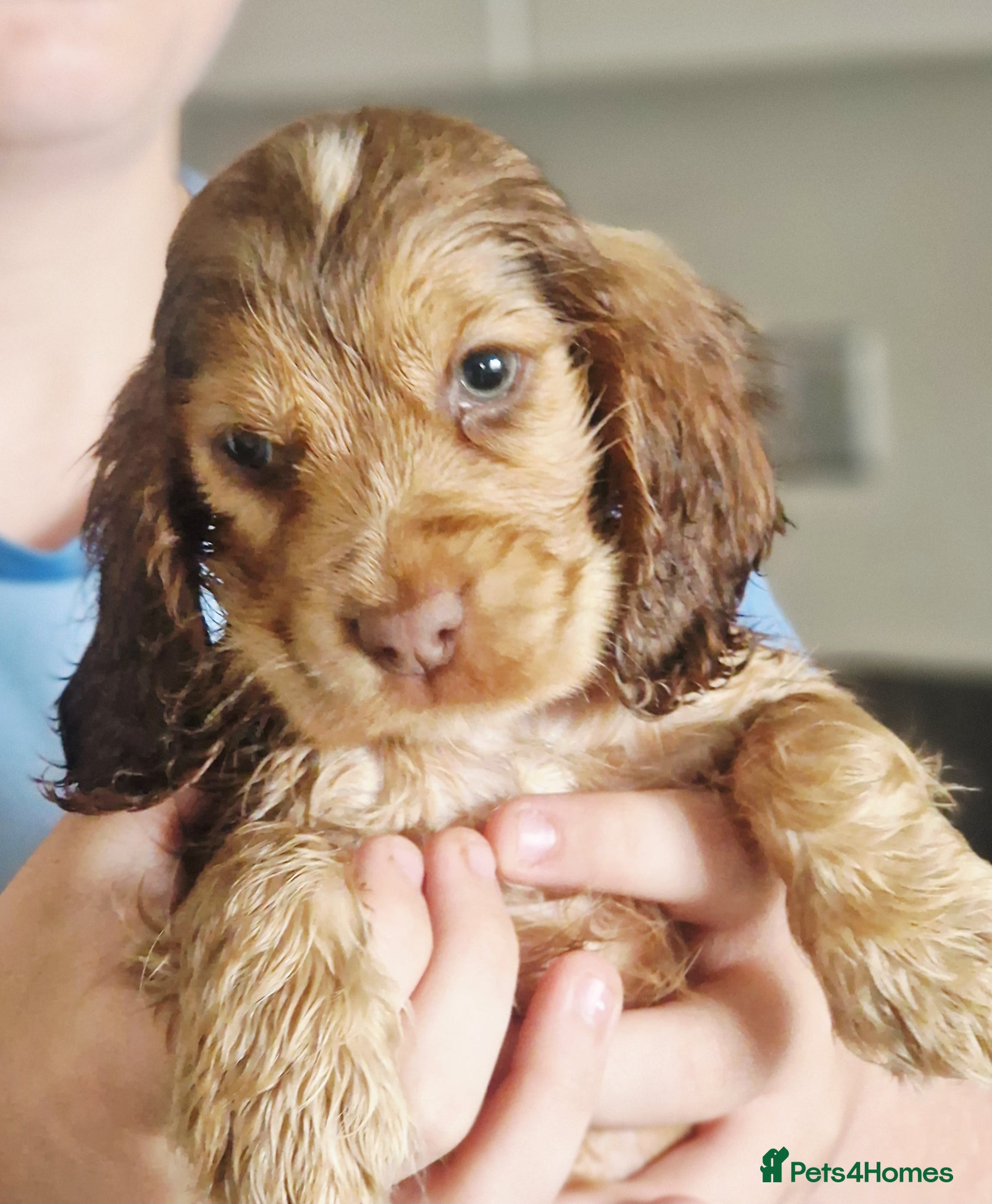 Cocker Spaniel dogs !!KC Registered Beautiful show Cocker Spaniels!!!  - Advert 7