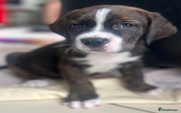 Mixed Breed dogs for sale: American Bulldog X Bernese mountain Dogs  - Image 11