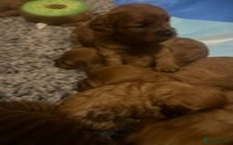 Cavapoo dogs for sale: Red cavapoo babies, both parent DNA tested - Image 9