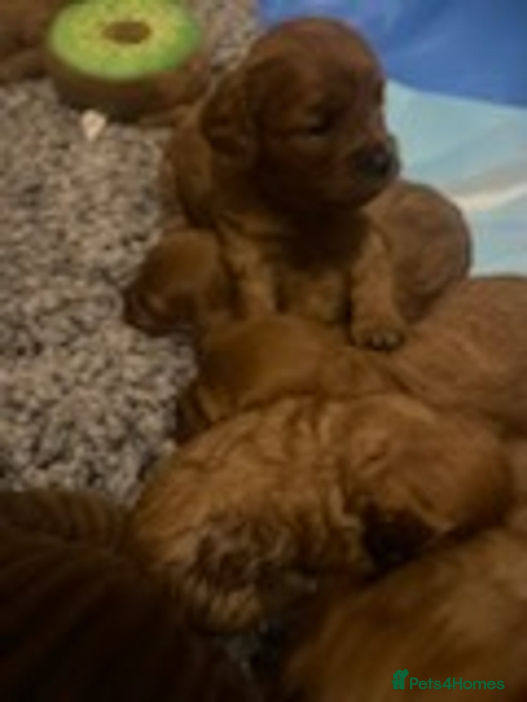 Cavapoo dogs for sale: Red cavapoo babies, both parent DNA tested - Image 9