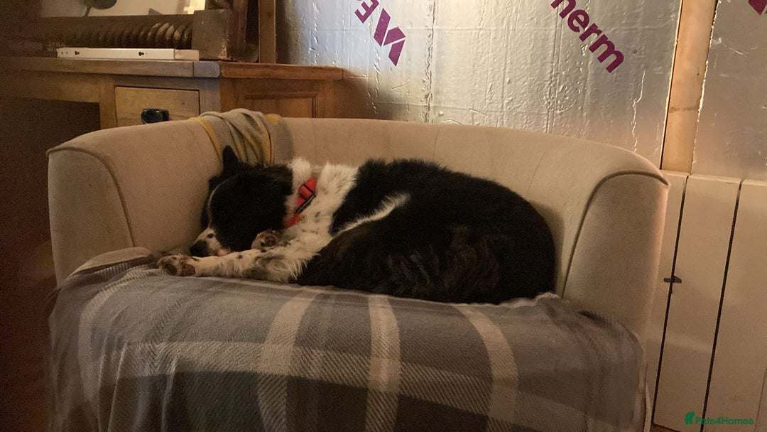 Australian Shepherd dogs for adoption: Marvin Needs Single or Couple, Without Pets Home - Advert 9