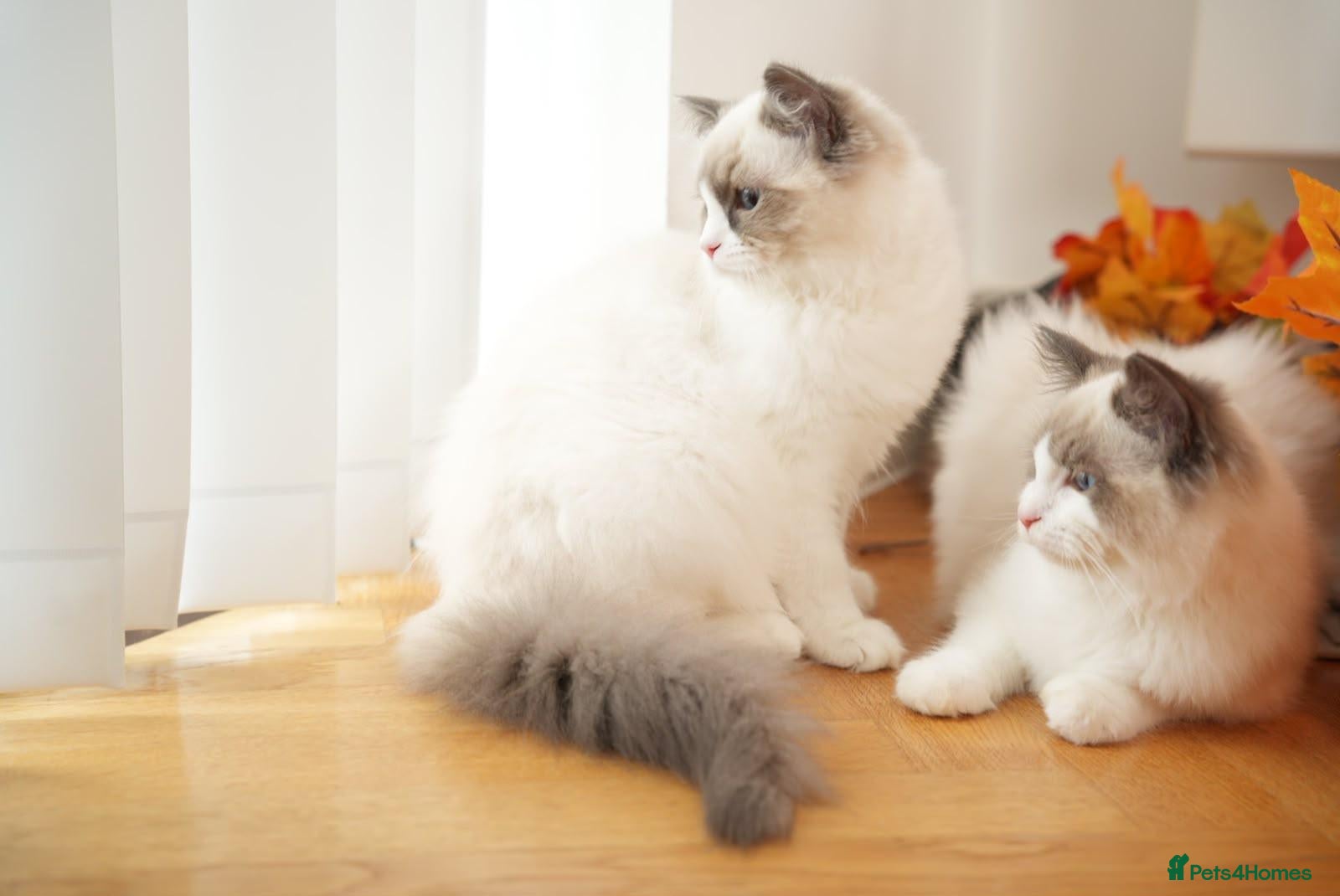 Ragdoll cats Beautiful GCCF active Ragdoll girls. - Advert 1