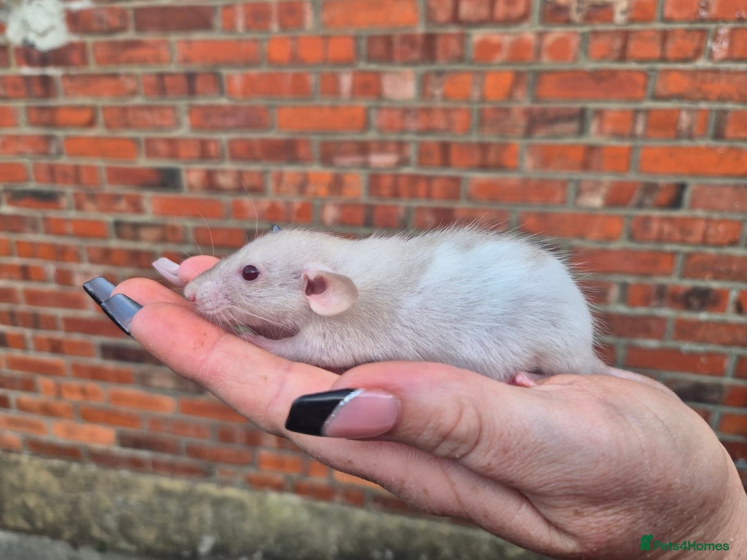 Rat rodents for sale:  top eared baby rats  - Image 5