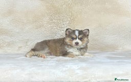 Pomsky dogs for sale: Stunning blue eyes f3 Pomsky puppies for sale - Advert 12