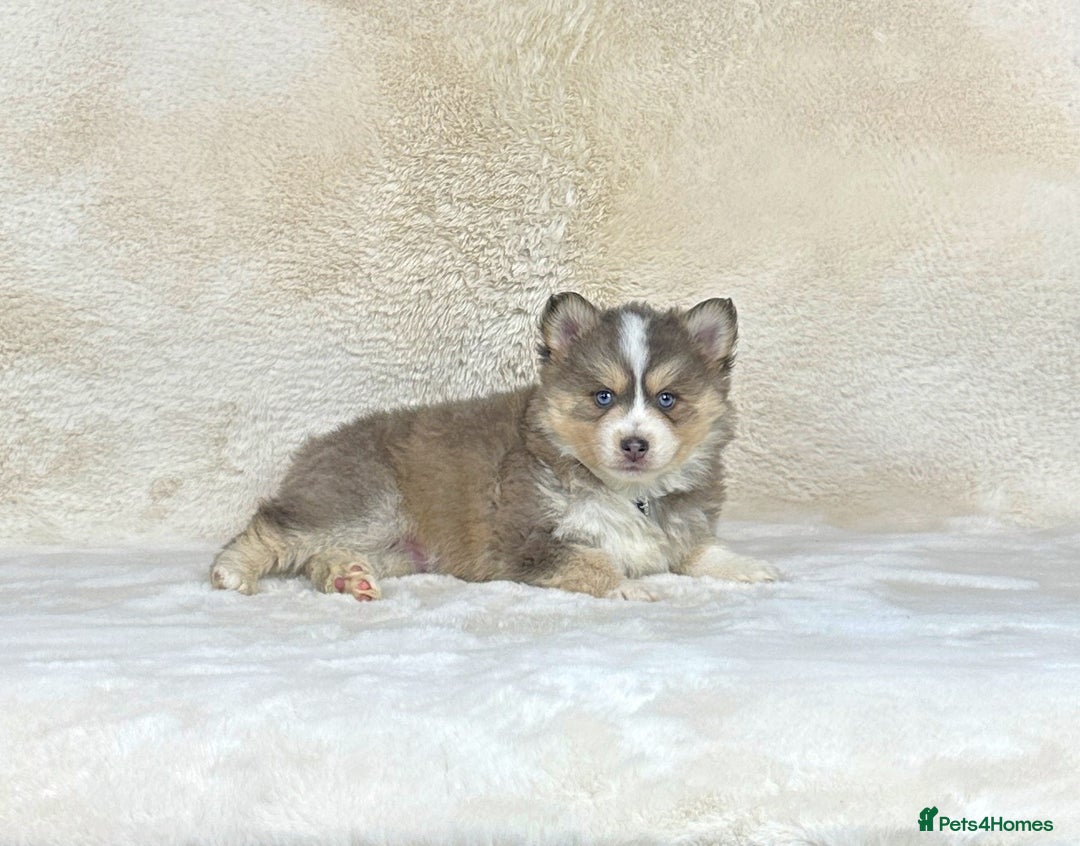Pomsky dogs for sale: Stunning blue eyes f3 Pomsky puppies for sale - Advert 12