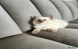 Ragdoll cats for sale: 😻 5 Beautiful Purebred Ragdoll Kittens 😻 - Image 6