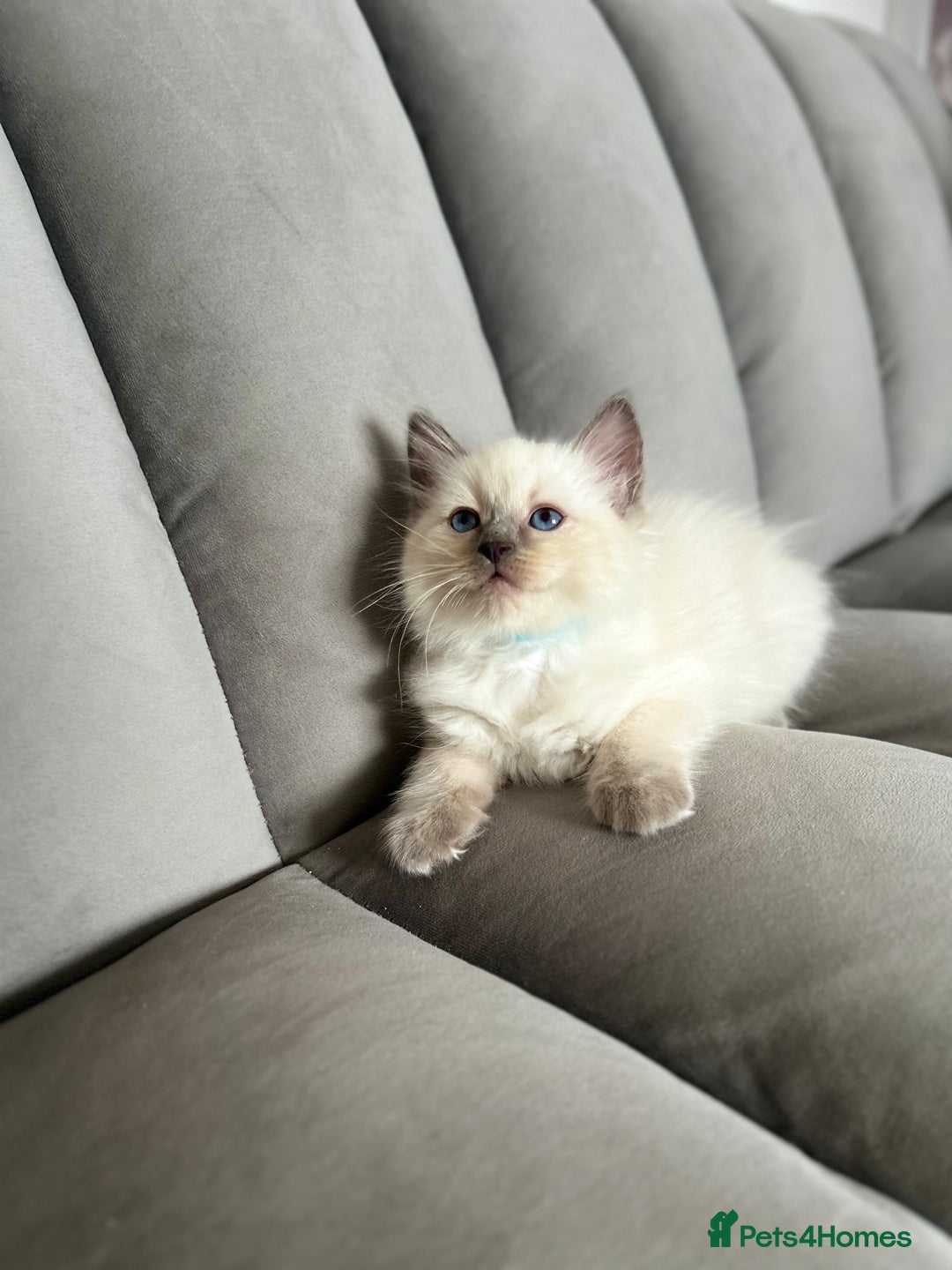 Ragdoll cats for sale: 😻 5 Beautiful Purebred Ragdoll Kittens 😻 - Image 6