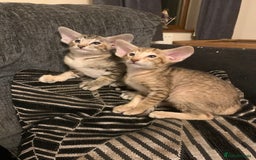 Oriental cats for sale: Stunning tortie tabby oriental female kittens - Image 1