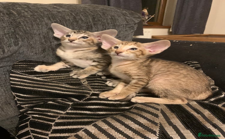 Oriental cats - Advert 1