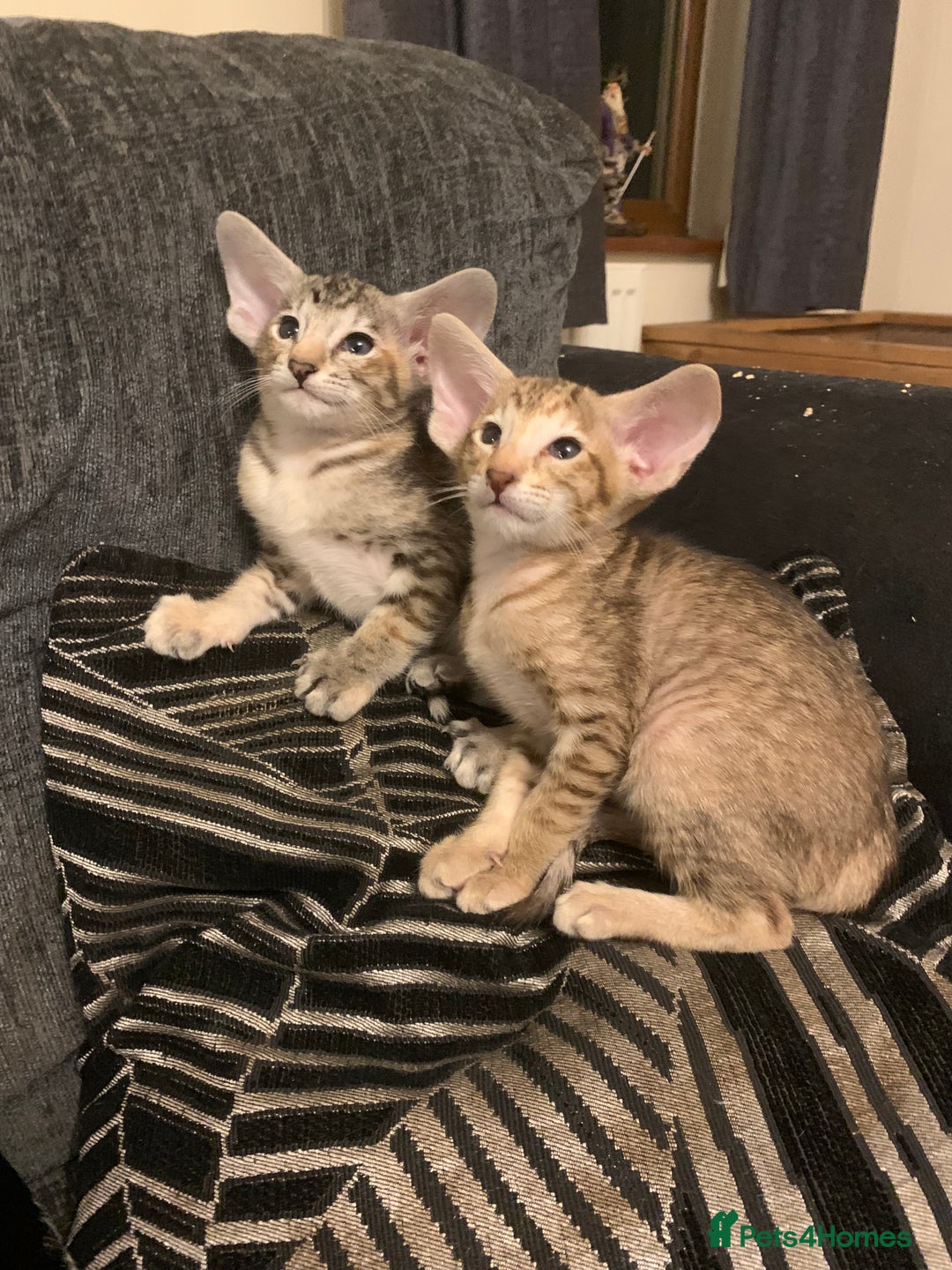 Oriental cats for sale: Stunning tortie tabby oriental female kittens - Image 1