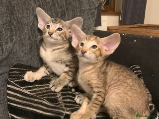 Oriental cats - Advert 3