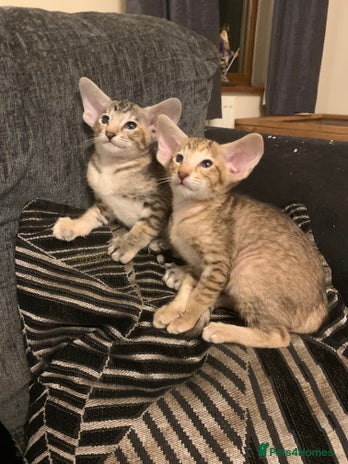 Oriental cats - Advert 2
