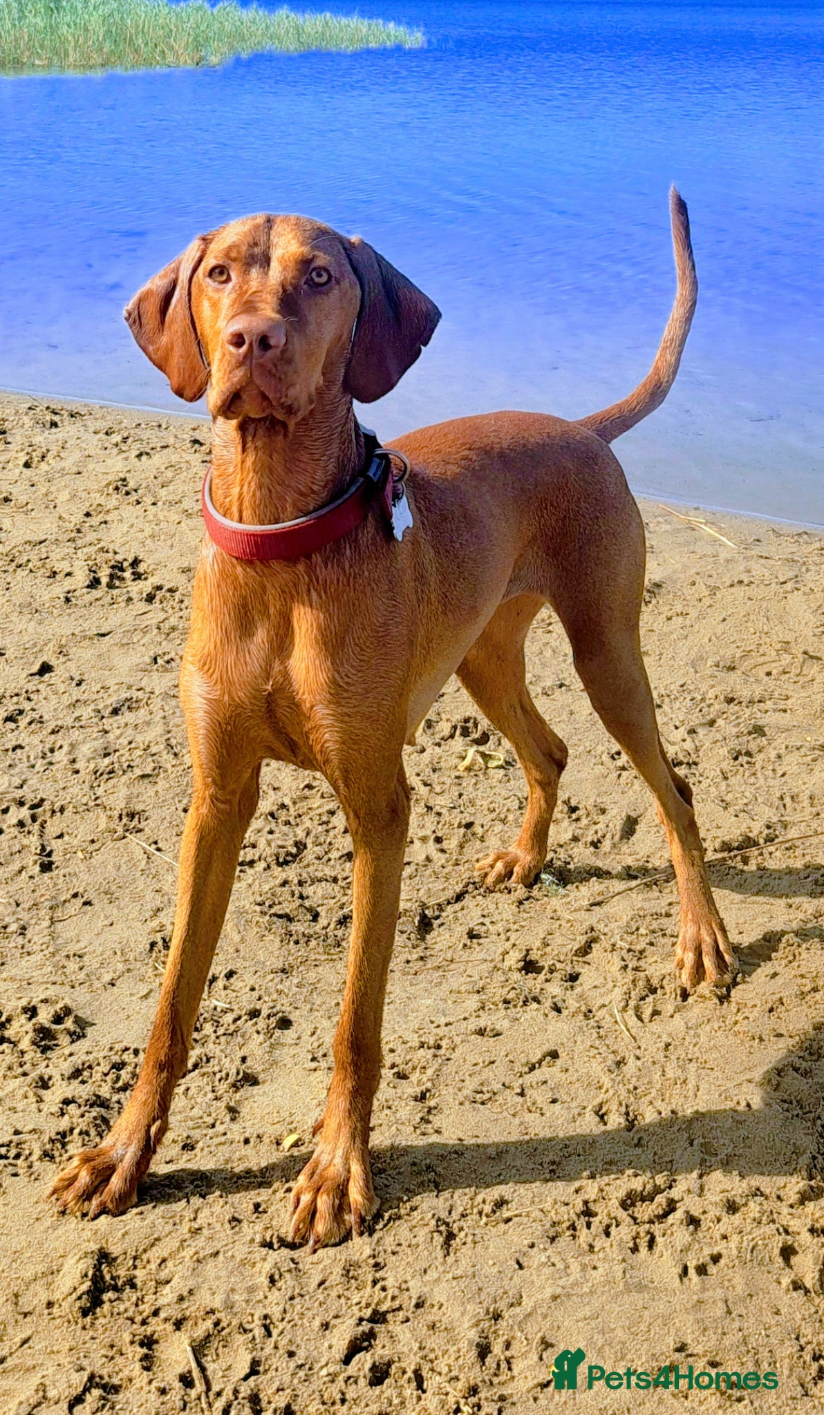 Hungarian Vizsla dogs Hungarian pedigree vizsla puppies  - Advert 9
