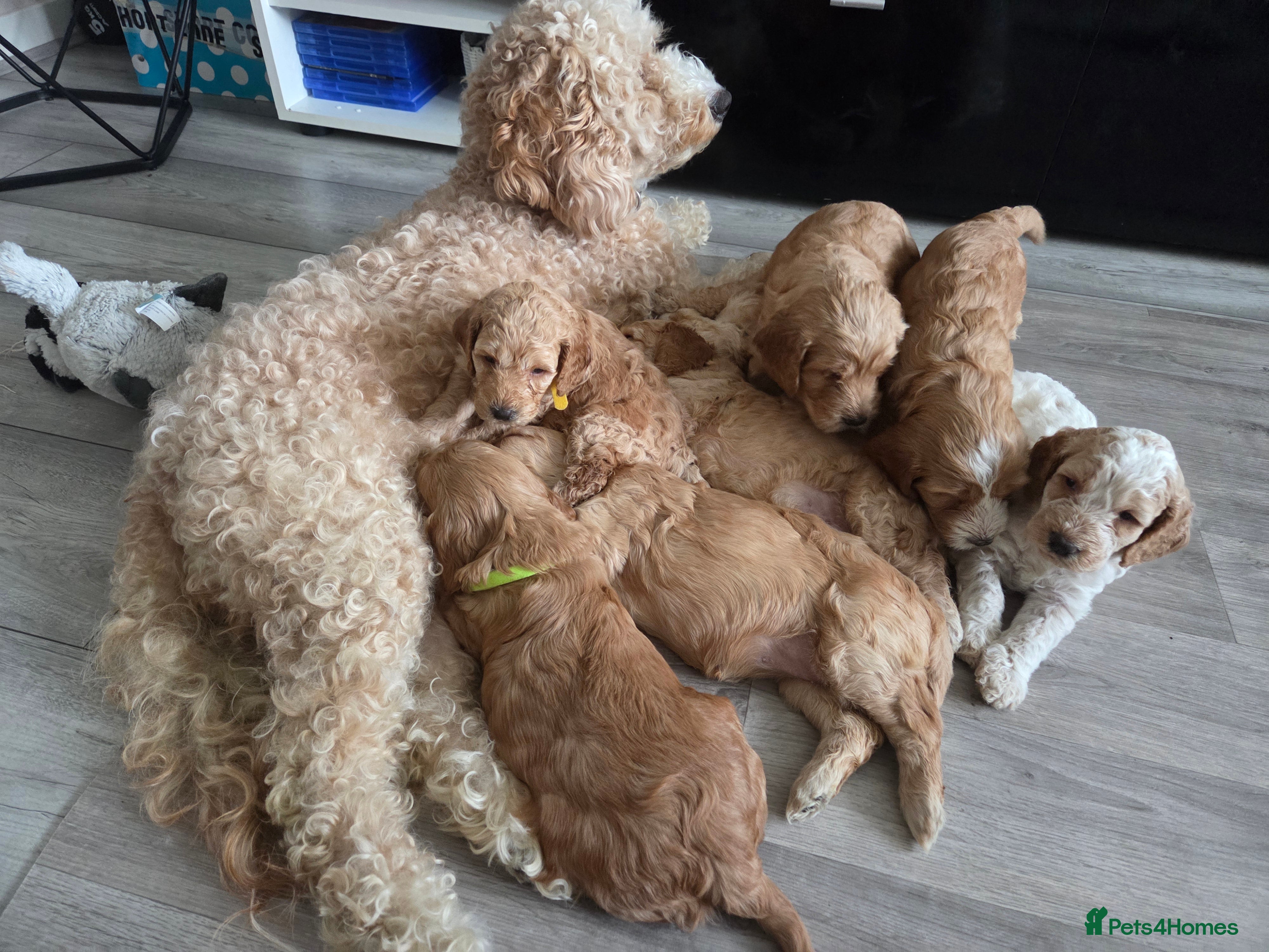 Cockapoo dogs F2 Cockapoo Puppies - Advert 5